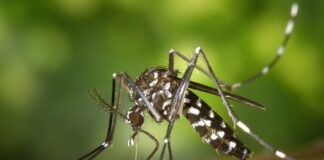 How to prevent dengue