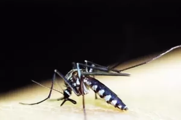 How to prevent dengue? Use these things at home, mosquitoes will run away